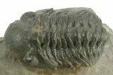 Detailed Reedops Trilobite - Atchana, Morocco #376981-2